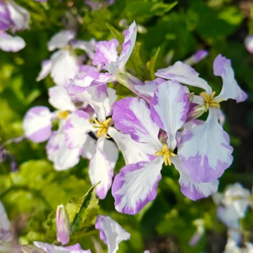 Semi di Orychophragmus violaceus - per luoghi soleggiati decorativi da esterno resistenti esotiche semi di selvatici rare 300pcs