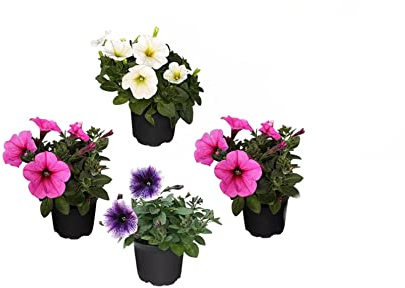 Pack de 4 Petunias Plantas Naturales con Flor para Jardin