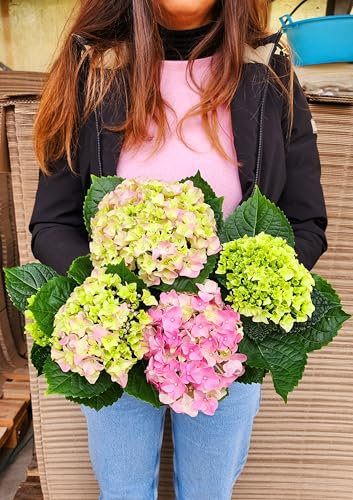 POWERS TO FLOWERS - ORTENSIA ROSA, VASO 14CM DIAMETRO, pianta vera