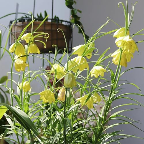 Bulbi di Crown Imperial, Bulbi di Fritillaria, regali per gli amanti del giardino decorazione da giardino per esterni bulbi di precoci esotiche da balcone serre 2pcs