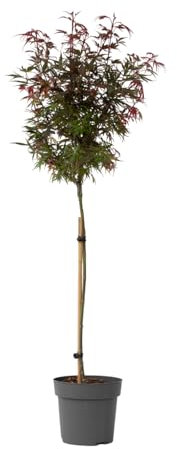 Plant in a Box - Acer palmatum 'Shaina' - Japanischer Ahornbaum winterhart - Rote Blätter - Topf 19cm - Höhe 80-90cm