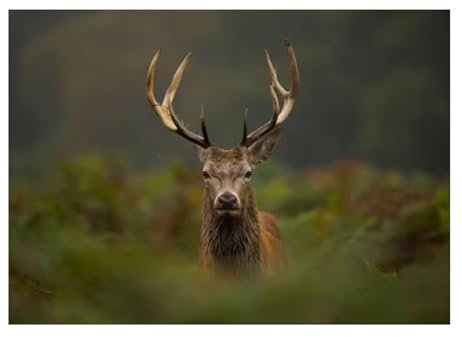 Nordische Fotografie Tiere Hirsch Poster Leinwanddruck Wildtiere Wanddekoration Zuhause Zimmer Tier Hirsch Wandästhetisches Dekor 50x70cm Ohne Rahmen