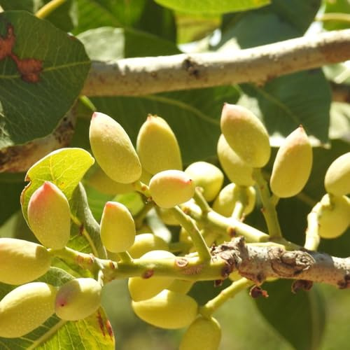 pistacchio comprare semi, balcone, biologici, per giardino vecchie varietà, resistenti 15pcs