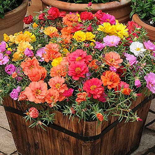 Welldales 100 Mixed UK Moss Rose Seeds Portulaca Grandiflora Grow Coloured Garden Flowers