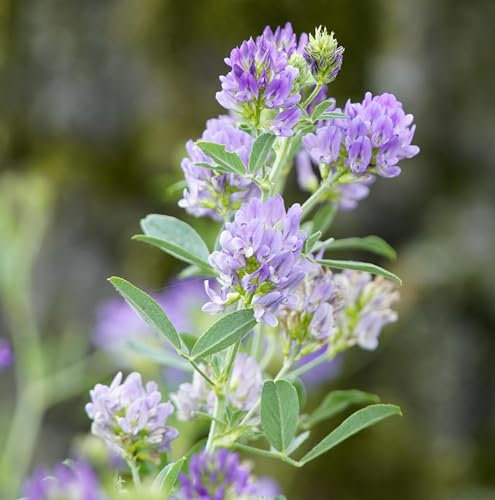 Luzerne (Medicago sativa) Samen. Ewiger Klee, Alfalfa, Tierfutter, Gründünger (10000 Samen = 20,0g)