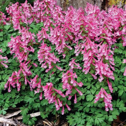 semi di speronella primaverili, resistenti semi per aiuole rialzate, per luoghi soleggiati, decorazione da giardino per esterni balcone 20pcs