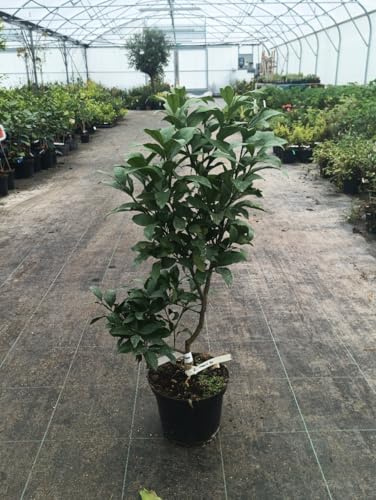 Citrus limon 'Lunario' greffé sur Poncirus trifoliata/Citronnier 4 Saisons 'Lunario' / Conteneur de 5 à 6 litres/Touffe