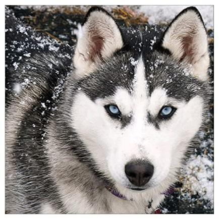 MXJSUA Diamond Painting Wolf, Diamond Kinder, Diamant Painting Bilder, DIY 5D Full Tier Diamant Paintings Set für Wand Dekor 30x30cm
