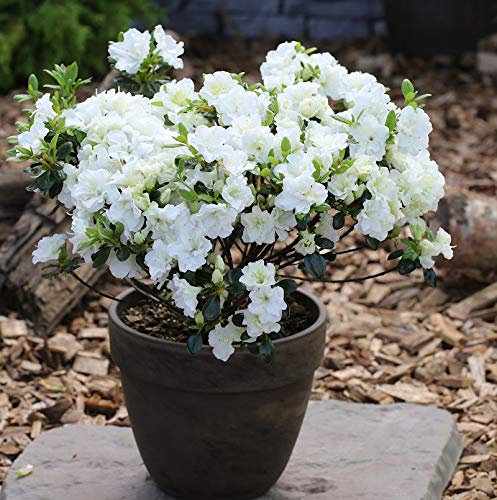 Japanische Azalee Inas Diamond® 30-40cm - Rhododendron obtusum - Zwerg Alpenrose - lebende Gartenpflanze aus den Baumschulen
