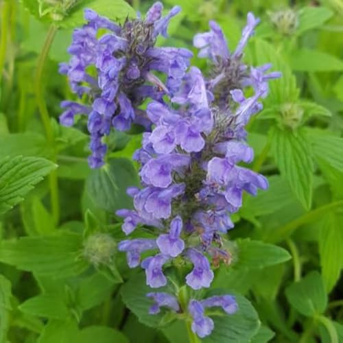 6 x Nepeta Nervosa - Geaderte Katzen-Minze Topf 9x9cm