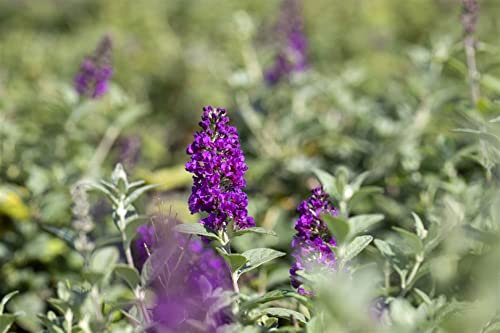 Zwerg-Schmetterlingsflieder Buddleja Blue Chip 60-80 cm Kübel winterhart