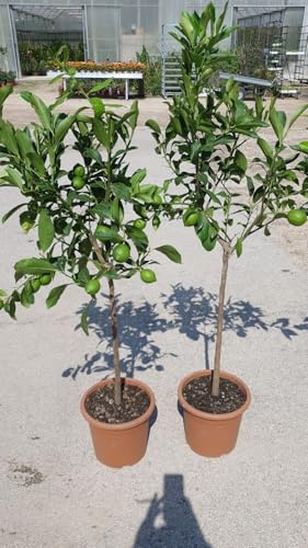 PIANTA DI LIMONE LUNARIO 4 QUATTRO STAGIONI VASO CM 26 (foto reali)