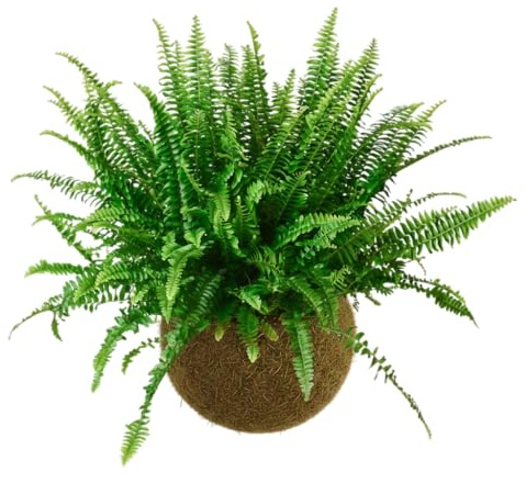 DECOALIVE Kokedama Artesanal de Helecho Espada – Planta Viva de Interior con Musgo Natural