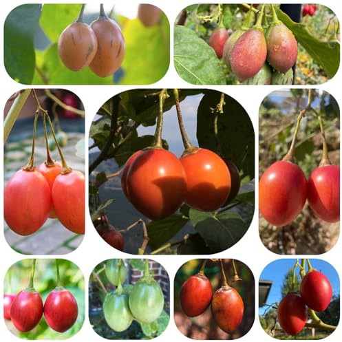 semillas de tomate de árbol tamarillo, jardín perennes resistentes, balcón. orgánicas frescas interior decorativas fresca, 100pcs
