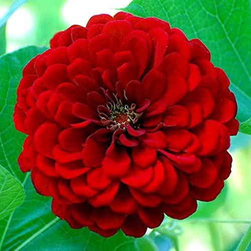 Genipap 80 piezas de semillas de dalia rojas
