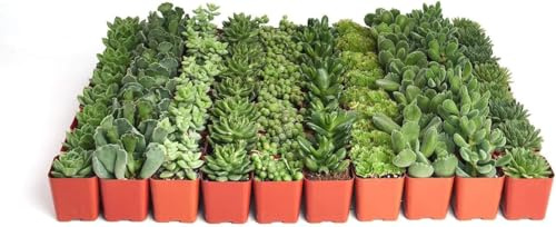 10 Suculentas Naturales y Surtidas – Ideales para Decoración y Jardinería