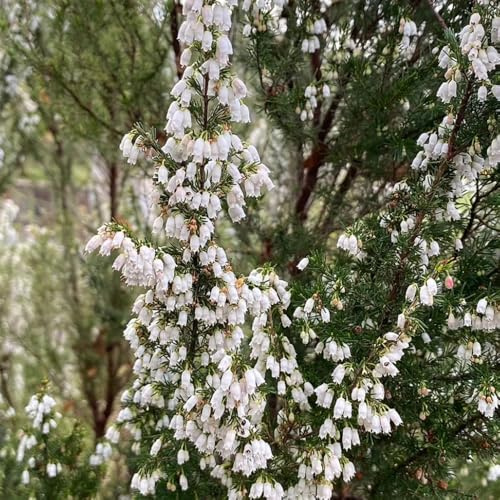 Heidekraut, balkonpflanzen winterharte für balkon winterharte für garten wohnzimmer deko blumensamen 400Samen