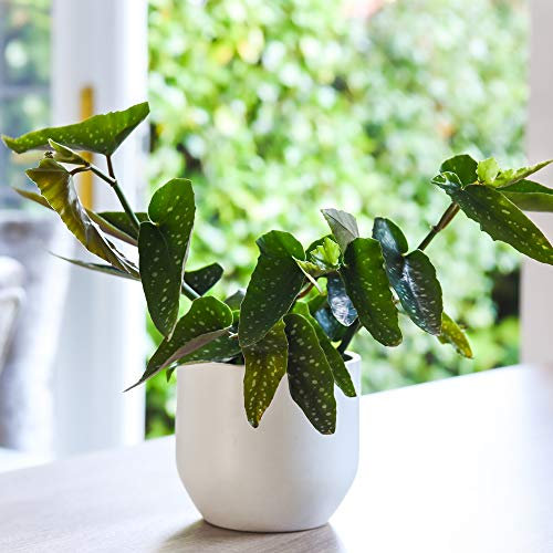 Begonia maculata House Plant Tender Perennial Houseplant Plants Easy to Grow Your Own 1x 12cm Potted Plant by Thompson and Morgan