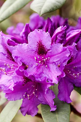 Rhododendron Hybride Azurro 30-40 cm Zierstrauch immergrün winterhart | blaue Blüten, pflegeleicht, für Beet und Kübel, dekorativ, robust, langlebig, farbenfrohe Blütenpracht im Garten