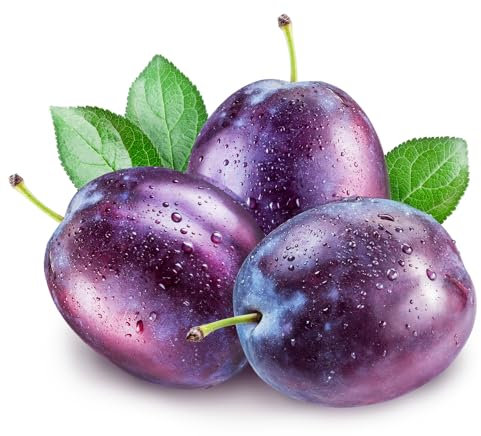 Plum Trees, 'Jubilee', Full Plants in 10 Litre Pots, Plums, 1.4m-1.6m Height, Garden Ready and Ready to Plant, Premium Quality Fruit Trees (2)