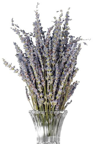 Tallos Lavanda Seca | Modrens Flores Secas Para Decoración, Símbolo Inmortal Del Amor De La Planta De Lavanda De La Decoración De La Boda Decoración Del Hogar Decoración Del Hotel Oficina Del Hotel