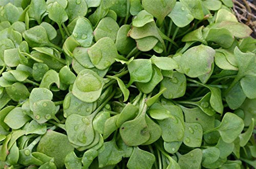 Insalata Bio - Portulaca - Minatori invernali lattuga - 1400 Semi