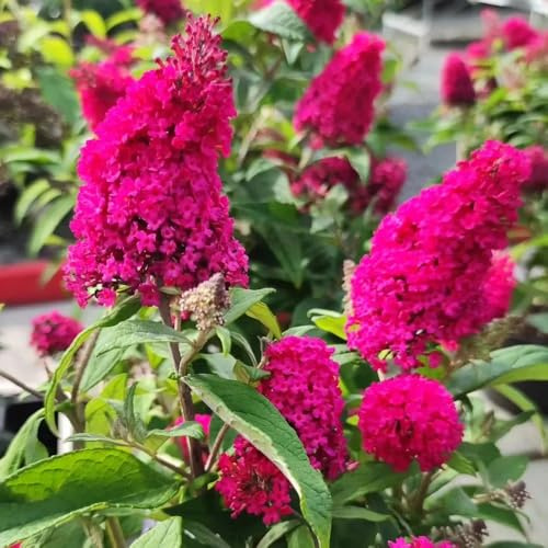 semi di cespuglio farfalle, farfalle da aiuola rialzata, buddleia buddleia, cespuglio, ombra resistenti 500pcs