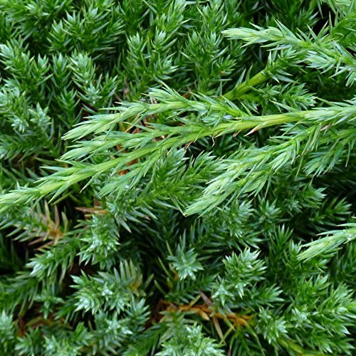 GardenersDream Juniperus Chinensis 'Blue Alps' - Chinese Juniper Evergreen Conifer Tree - Outdoor Garden Ready Hardy Shrub – Beautiful Outdoor Plant for Gardens and Borders (9cm Pot, 20-30cm)