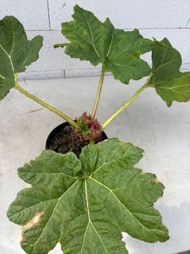 Mammutblatt - Gunnera manicata - Staude