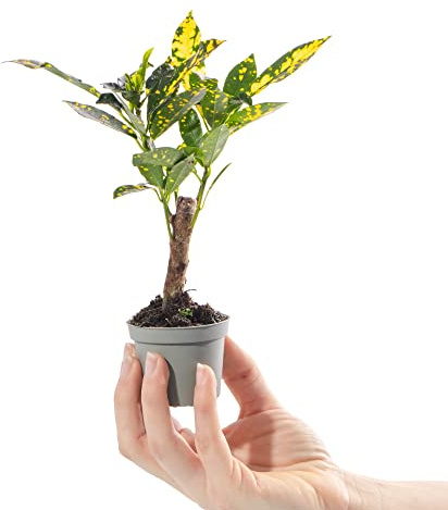Baby Gold Dust Croton Pflanze Codiaeum Aucubaefolia Immergrüne Zimmerpflanze Geschenk