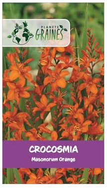 10 Bulbes Crocosmia Masonorum Orange Vif - Montbretia Géant à Fleurs en Épi