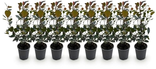 GreenboutiQ - Plantes de haie - Photinia Little Red Robin - Feuillage Rouge - 8 Plantes - 1 Mètre Linéaire - Persistant - Pot 9cm Hauteur 30-35cm