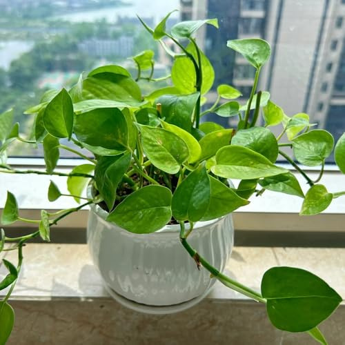 Semi di Pothos - semi da giardino Epipremnum aureo - da soggiorno semi vecchie varietà da interno verdi da appartamento 350pcs