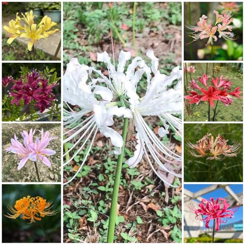 3Bulbi di giglio ragno - Lycoris radiata - esotiche, acquistare di sanguigni, cipolle fresche, decorativi, balcone