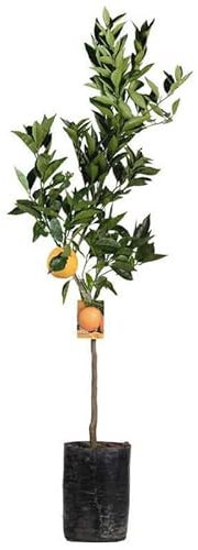 Arancio “citrus sinesis”, Pianta innestata in fitocella di 2/3 anni, Agrumi di Sicilia, Made in Italy, Vivaio di Castelletto