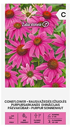 Zalia stotele | PURPUR SONNENHUT samen | Blumensamen | Pflanze samen | Gardensamen | 1 Pack
