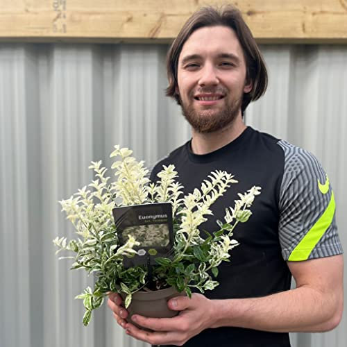 Euonymus fortunei 'Harlequin' | Garden Ready Evergreen Shrub 2L