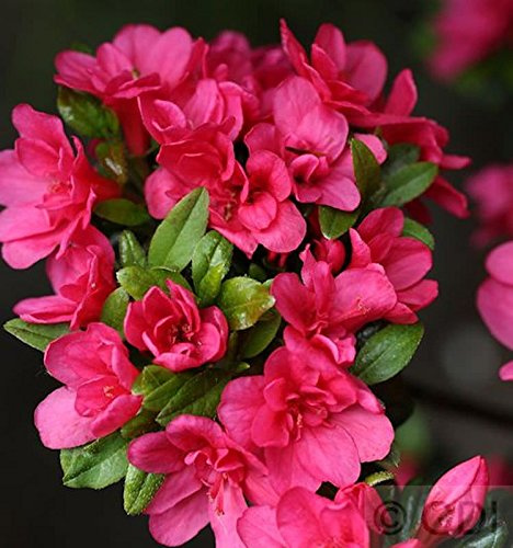 Japanische Azalee Änne 30-40cm - Rhododendron obtusum - lebende Gartenpflanze aus den Baumschulen