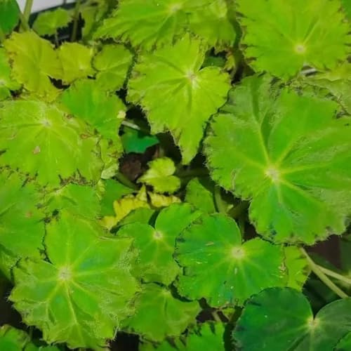 begonien heilkräuter büropflanzen balkon deko wildkräuter zimmerpflanze gartenkräuter kräuterpflanzen kräutersamen topfpflanzen draußen winterhart kräuterbeet indoor hochbeete für 100samen