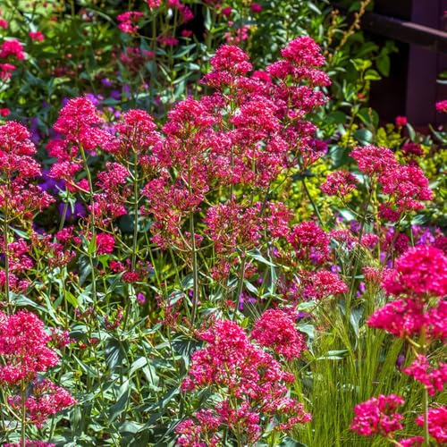 Semi di valeriana - esotiche Valeriana officinalis - da balcone resistenti da giardino roccioso resistenti prodotti sostenibili 250pcs