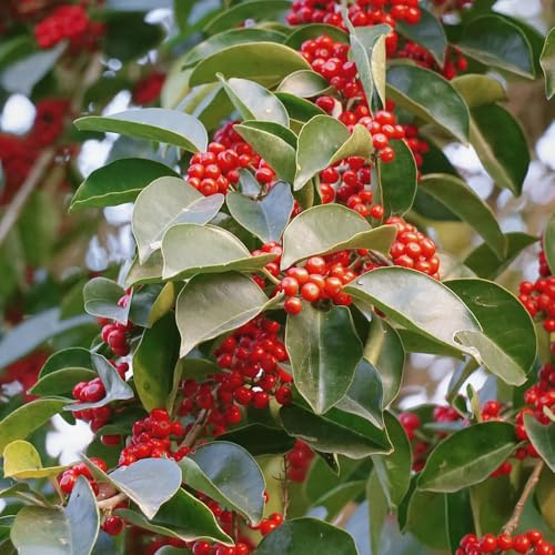 Semi di agrifoglio resistenti, Ilex chinensis, Le sempreverdi sono resistenti perenni 500pcs