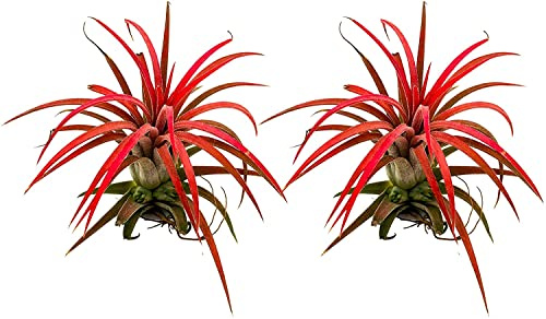 Duo de Tillandsias Fuego DECOALIVE Plantas del Aire de Color Rojo Intenso