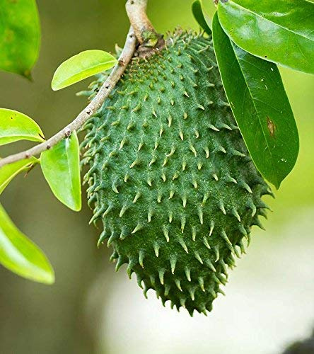 10pcs Semi di Graviola Annona Muricata Soursop