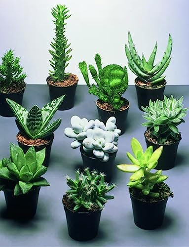 Set piante grasse vere (10 pz)