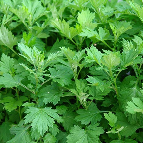 Palm Beach Medicinal Herbs - Mugwort (Artemisia vulgaris) - Packet of 100 Seeds