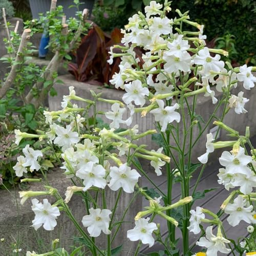 semi di tabacco, esotiche resistenti balcone giardino Aiule rialzate 200pcs