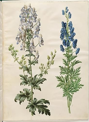 MSTECO Leinwand Wandbild Kunstdruck Leinwand Malerei Poster Berühmt Aconitum Variegatum Aconitum Napellus Von Hans Simon Holtzbecker für Flurdekoration 60x90cm