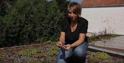 Teichbauzentrum Sankt Julian Sedum Dachbegrüunung Steingarten Pflanzen Gründach Bodendecker ca. 200 Stück Flachdach Carport