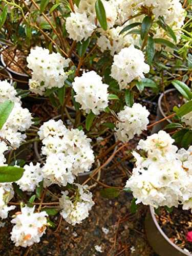 White Rhododendron 'Milky Way' - 5 Litre Pot - 20 cm Dia - Free UK Postage