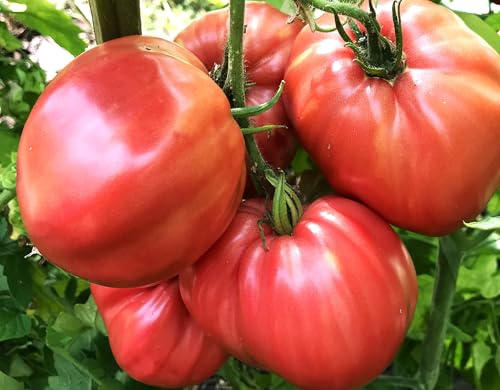 Tomatensamen Gigant Rosa – große rosa Fleischtomate aus Russland 10 Samen | Samenfest, große rosa Fleischtomaten, sämig‑weich. Frische Ernte, hohe Keimquote. Kältetolerant, robuste Rarität.